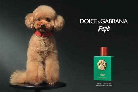 dolce and gabbana for dogs